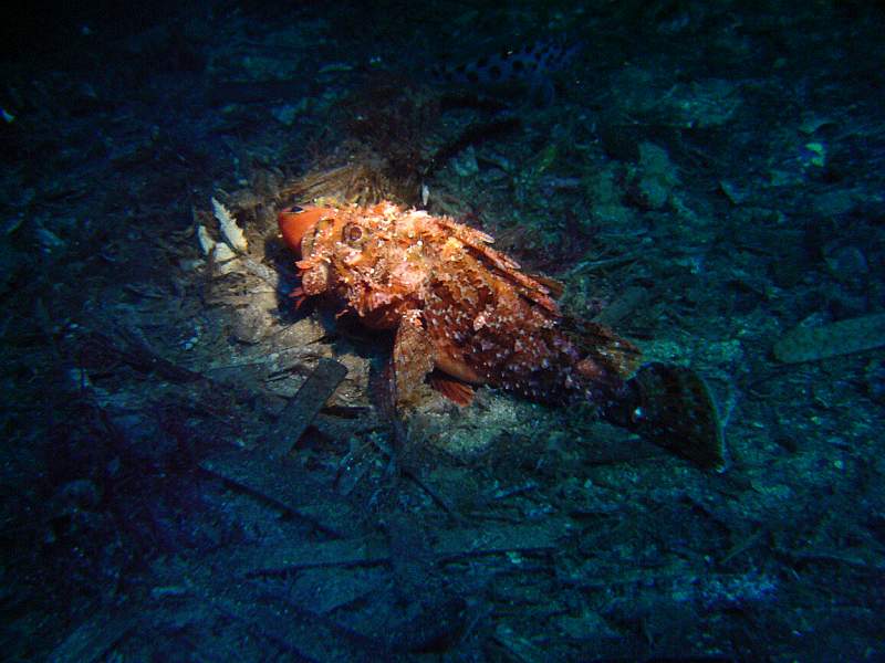 DSC00574.GIF