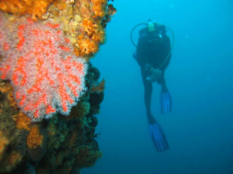 corail-en-fleurs.gif