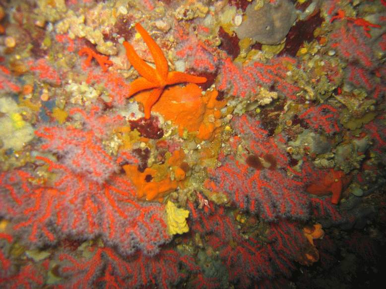 corail.GIF