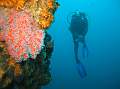 corail-en-fleurs