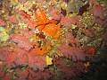 corail