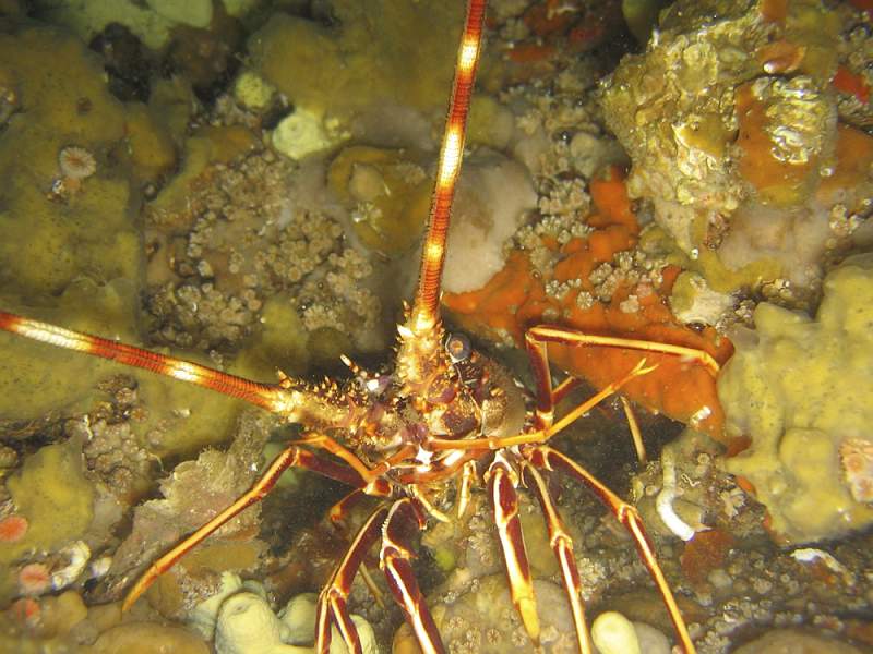 langouste.jpg