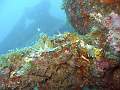 nudibranche