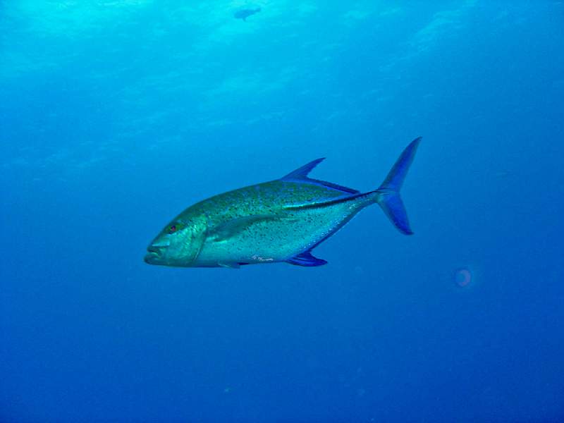 maldives-1.jpg