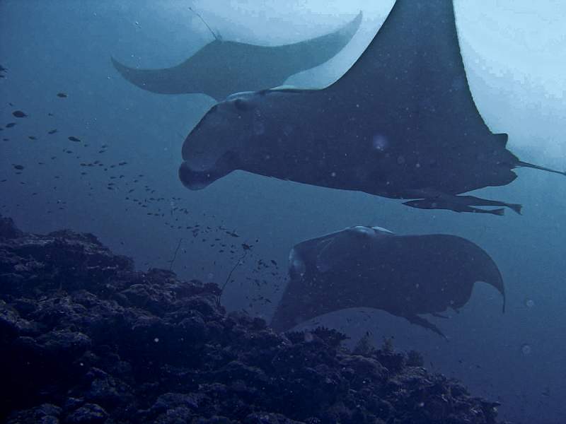 maldives-3.jpg