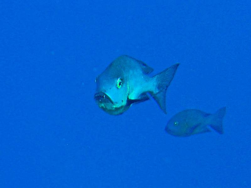 maldives-4.jpg