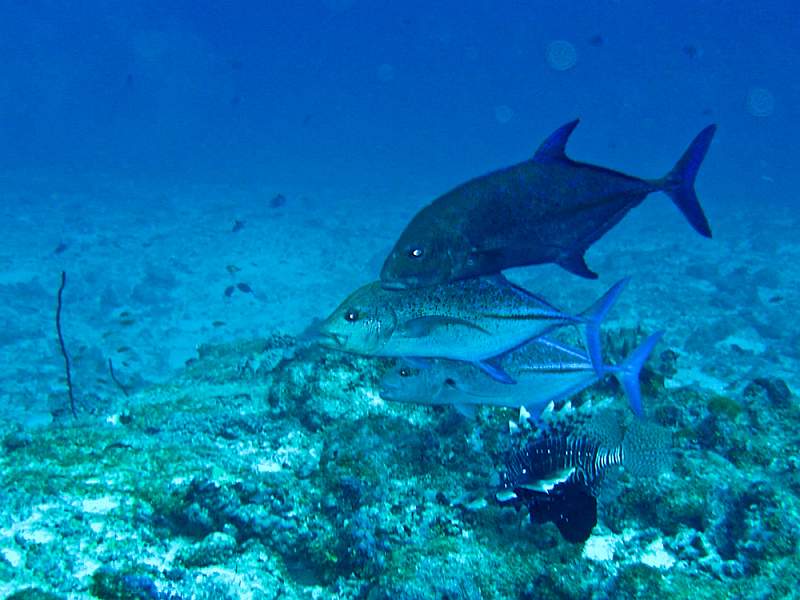 maldives-5.jpg