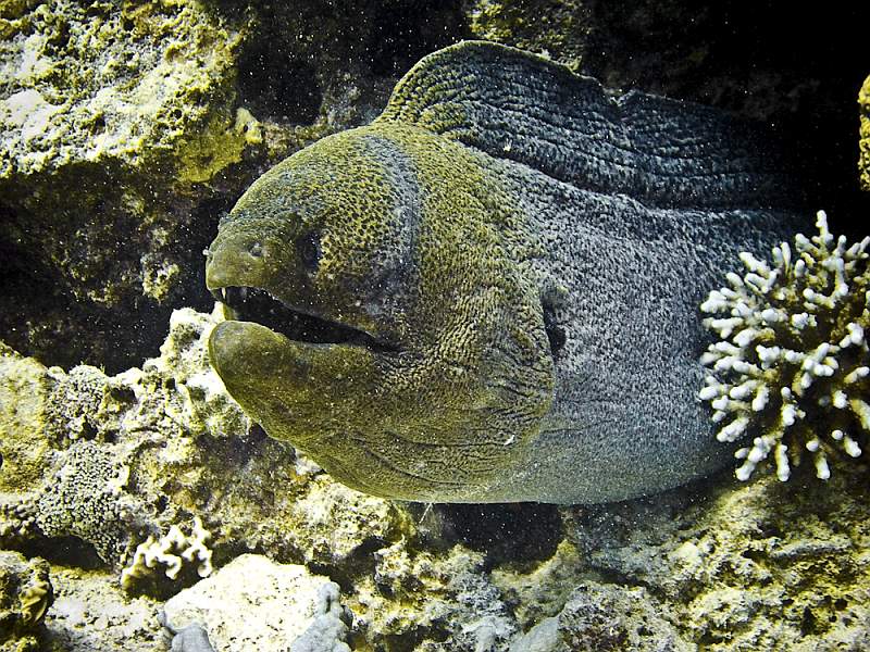 safaga7255.jpg