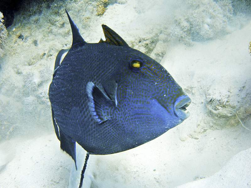 safaga7449.jpg